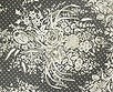 Lot 72 - A fine tri-angular shawl of applied Brussels...