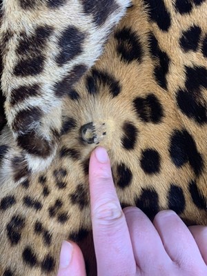 Lot 32 - A leopard skin coat, 1950s