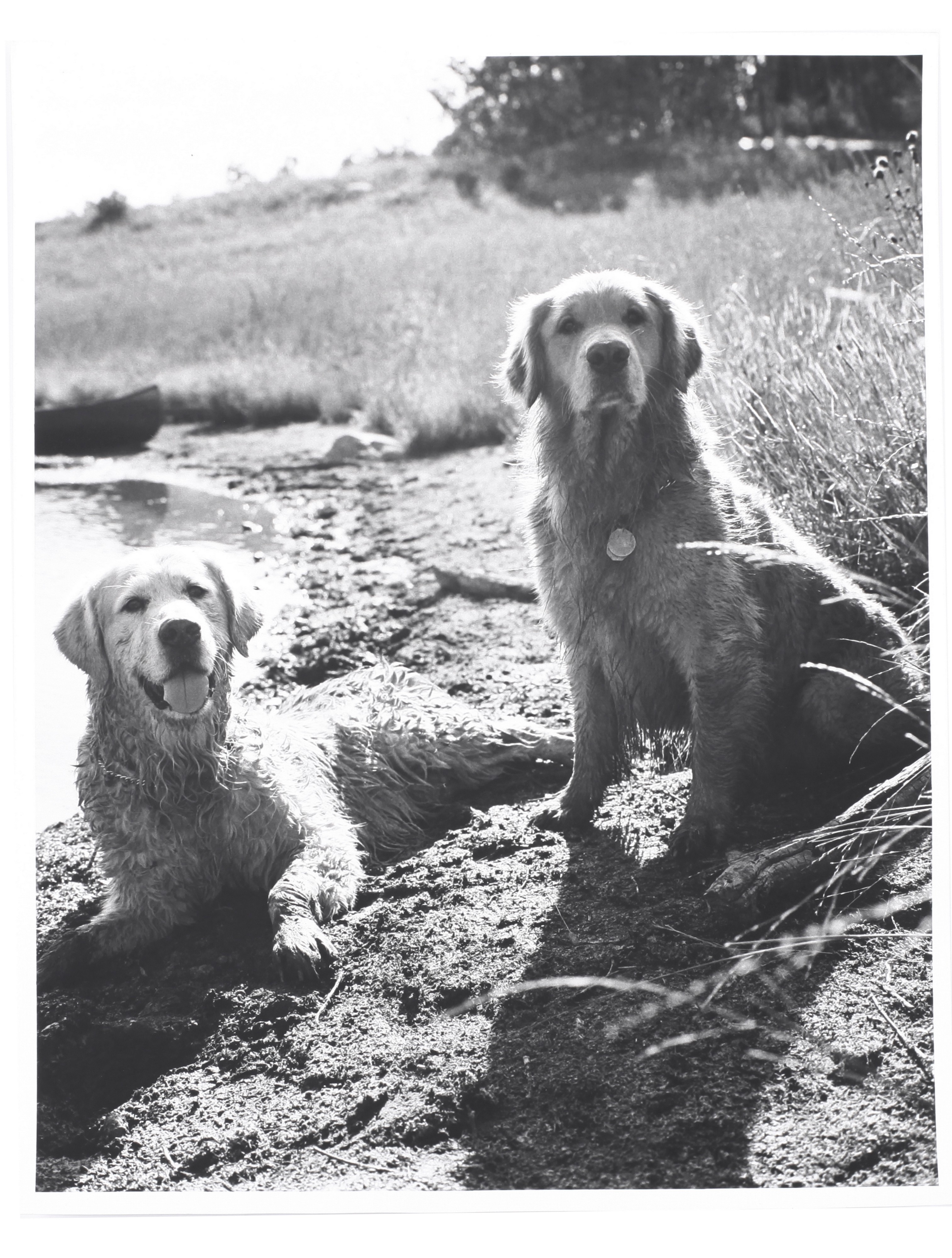 Capucha Daphne's Golden Retriever - La Cancha Capucha Daphne's Golden Retriever - La Cancha