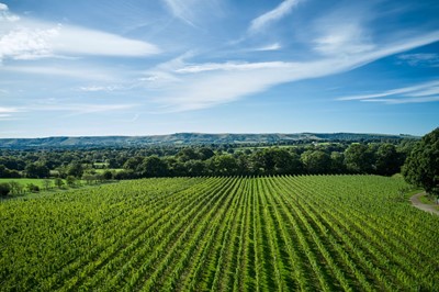 Lot 104 - A Tour & Tasting for two guests at Ridgeview the pioneering wine estate in Sussex.