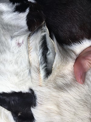 Lot 16 - A Gucci by Tom Ford men's reversible rabbit and pygmy goat fur coat, Autumn-Winter 1999-2000