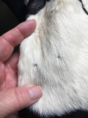 Lot 16 - A Gucci by Tom Ford men's reversible rabbit and pygmy goat fur coat, Autumn-Winter 1999-2000